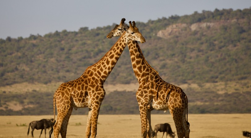 A giraffe couple in the Serengeti, Tanzania