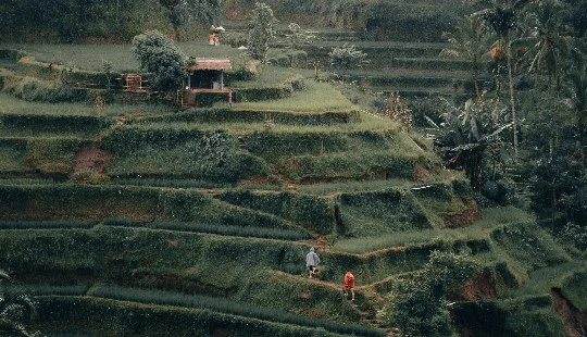 Ricefields in Bali