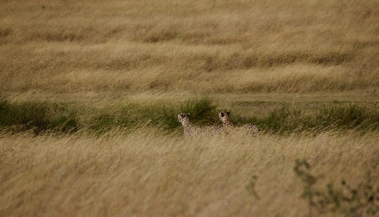 Two Cheetahs in Serengeti, Tanzania