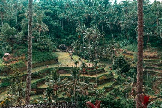 View of rice fields in Ubud, Bali