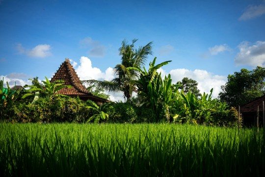 View of lush greenery in Bali