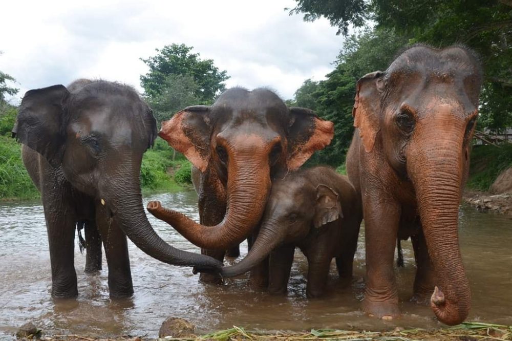 elephant nature park