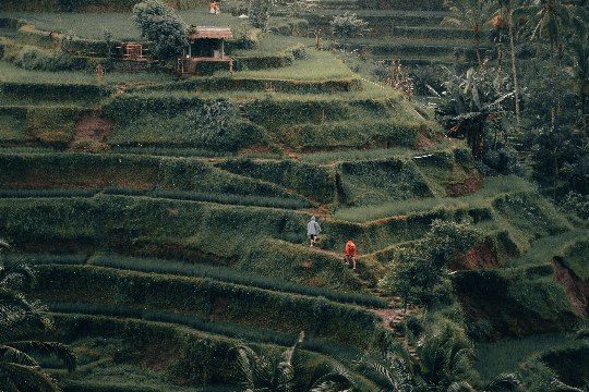 Trekking up ricefields in Ubud, Bali