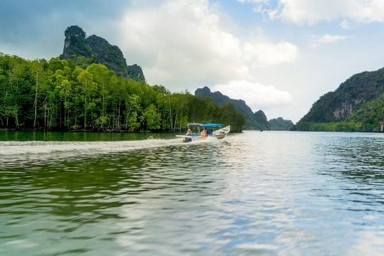 Mangrove cruise in Langkawi