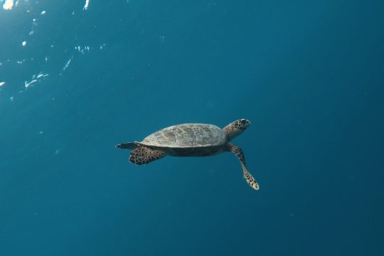 Turtle in Maldives