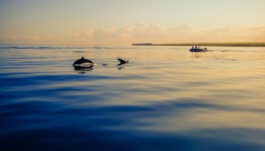 Dolphins playing in the ocean in Mauritius during sunset