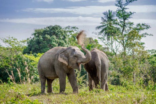 Elephants playing in Elephant Nature Park in Phuket